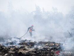 Pentingnya Perlindungan Satwa di Tengah Ancaman Karhutla