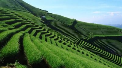 Menggali Keindahan Terasering Panyaweuyan di Majalengka