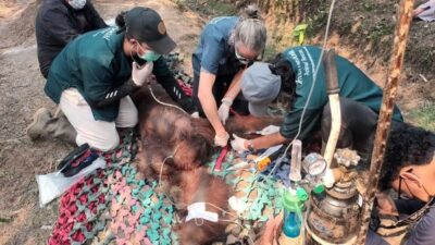 Kematian Orangutan Jantan Akibat Karhutla di Kalimantan Barat