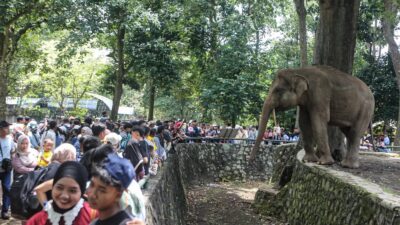 Usulan Kenaikan Tarif Masuk Taman Margasatwa Ragunan