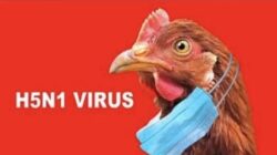 Darurat Kesehatan Uruguay Akibat Wabah Flu Burung