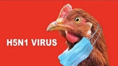 Darurat Kesehatan Uruguay Akibat Wabah Flu Burung