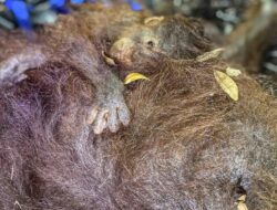 Kondisi Terkini Gunung Anak Krakatau dan Dampaknya