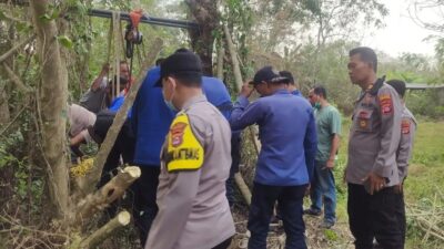 Kerbau Betina Terperosok, Evakuasi Dramatis di Serang
