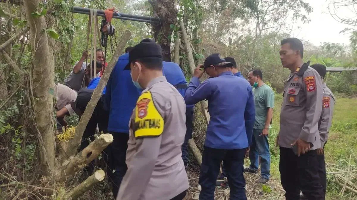 Kerbau Betina Terperosok, Evakuasi Dramatis di Serang