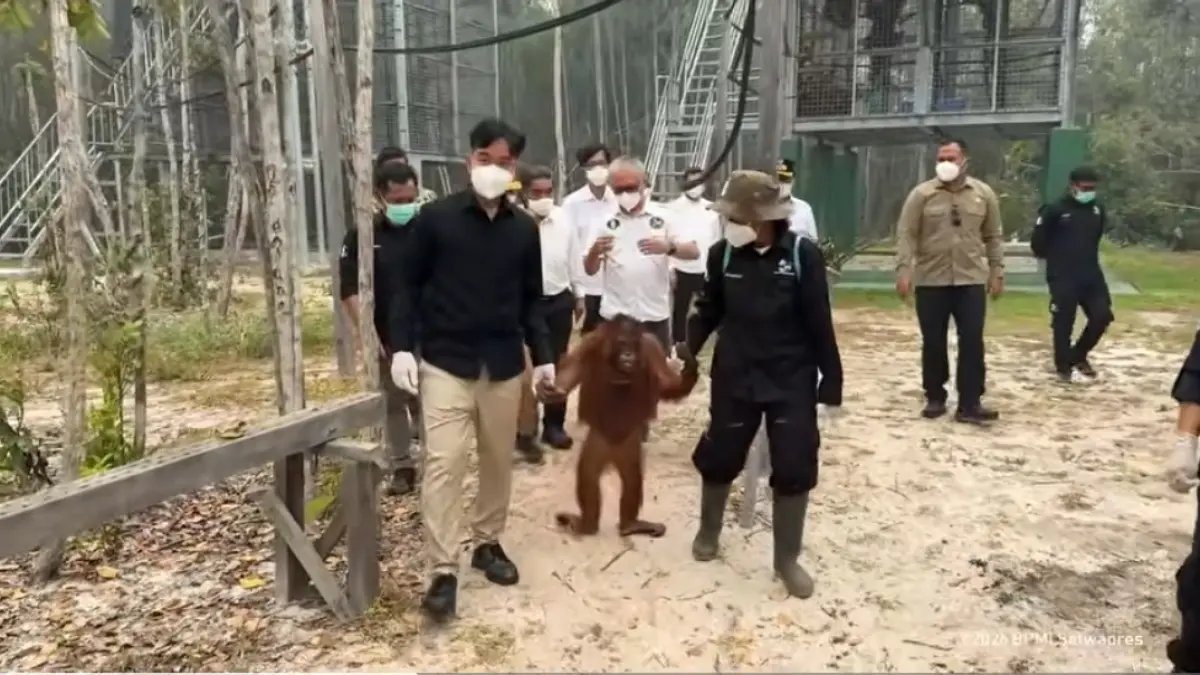 Perhatian Gibran Terhadap Kesejahteraan Orangutan di Tengah Karhutla