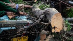 Kecelakaan Tragis di Serang: Pemotor Tewas Tertimpa Pohon Tumbang