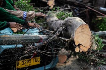Kecelakaan Tragis di Serang: Pemotor Tewas Tertimpa Pohon Tumbang