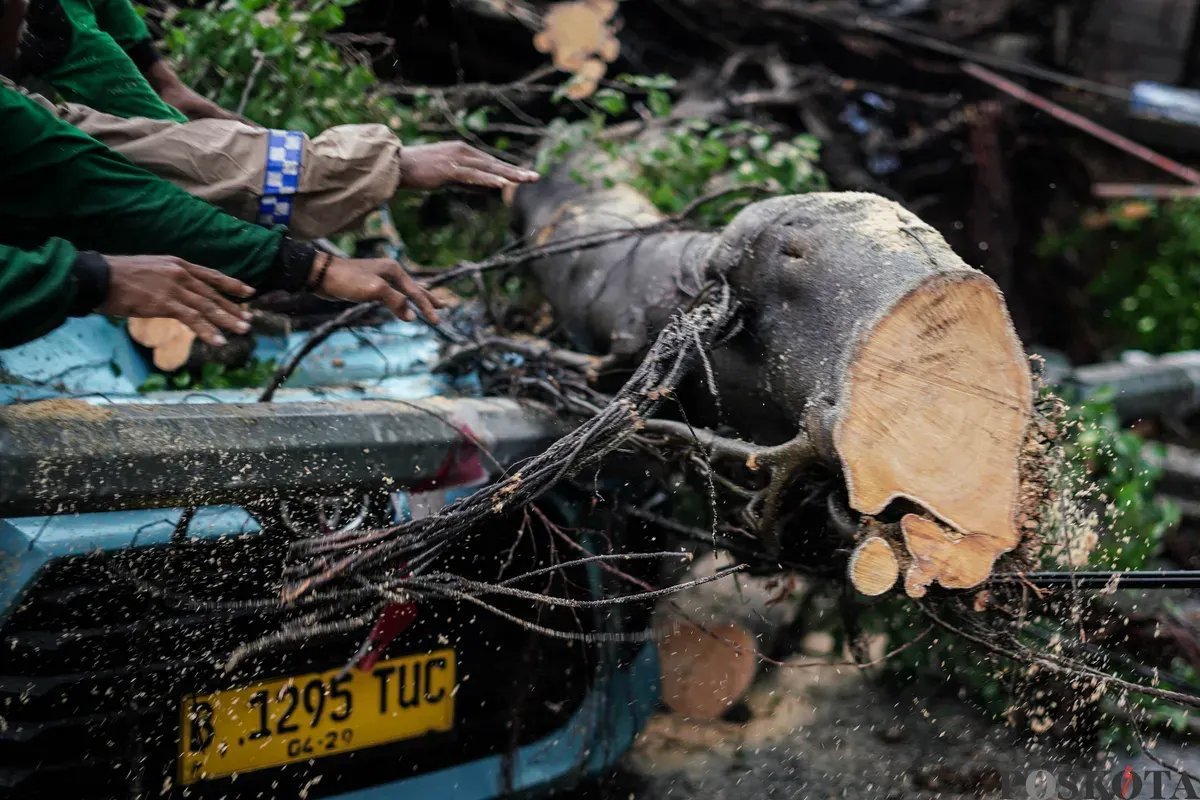 Kecelakaan Tragis di Serang: Pemotor Tewas Tertimpa Pohon Tumbang