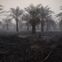 Menyusuri Penurunan Jumlah Hotspot Karhutla di Indonesia