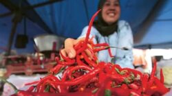 Strategi Pemerintah untuk Menstabilkan Harga Cabai