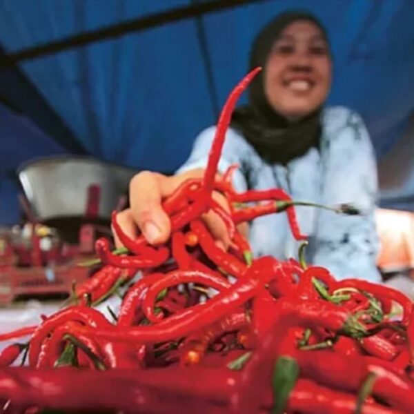 Strategi Pemerintah untuk Menstabilkan Harga Cabai