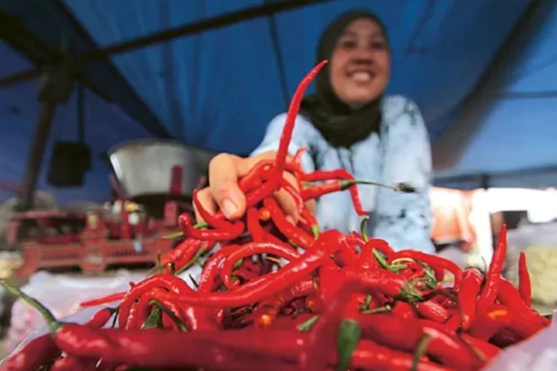 Strategi Pemerintah untuk Menstabilkan Harga Cabai