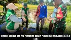 Sinergi Babinsa dan PPL Pertanian dalam Pengubinan Menjelang Panen Padi