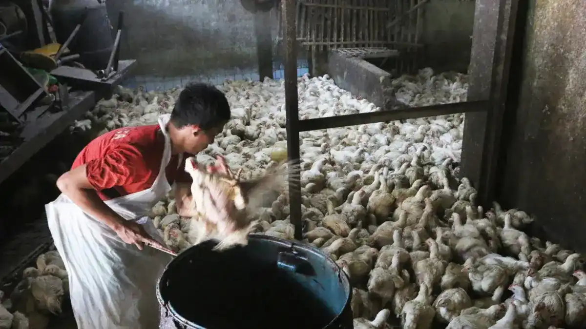 Permintaan MBG Dorong Kebutuhan Ayam, Bapanas Siapkan Subsidi Distribusi
