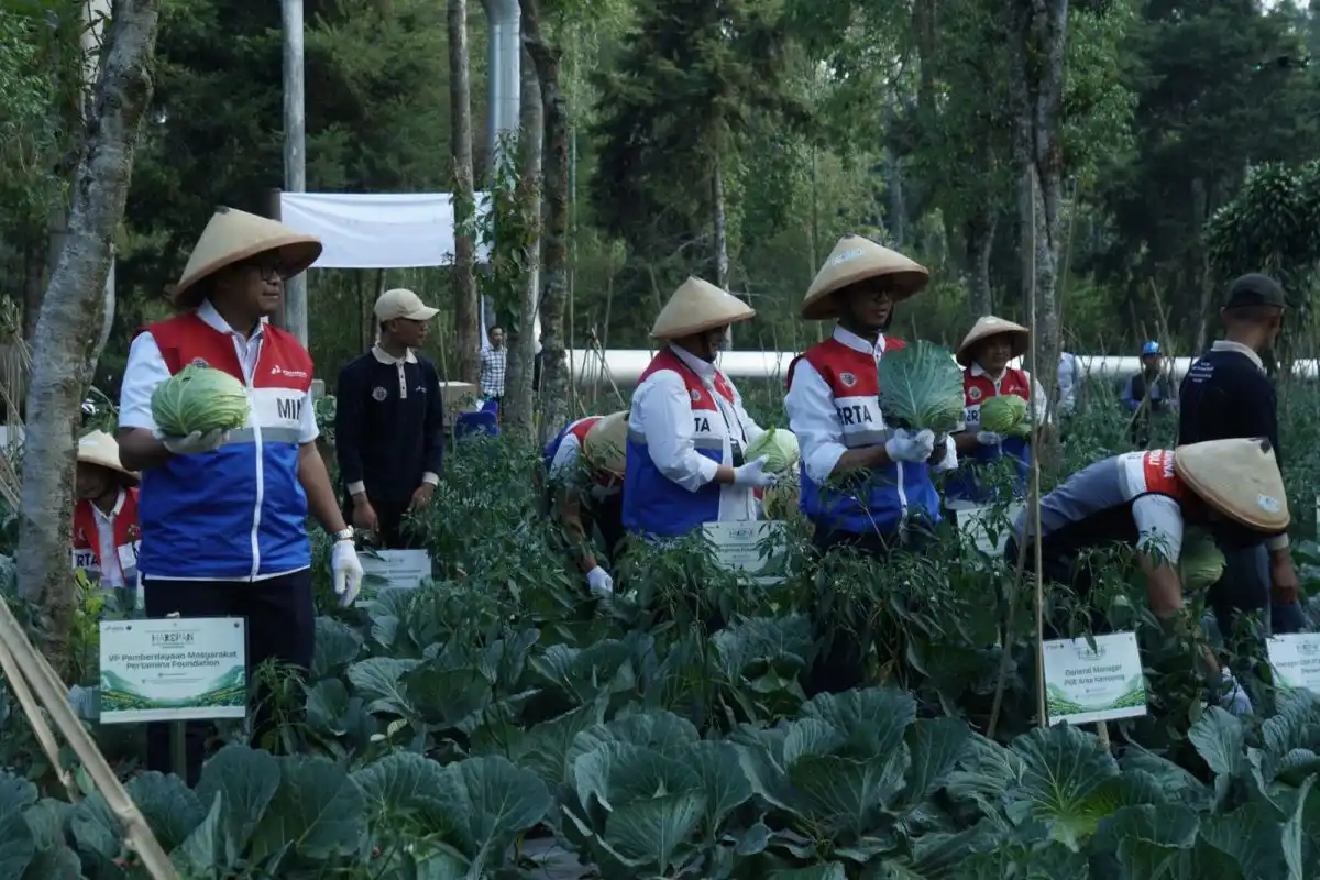 Inovasi Geo-Fert PGE Dorong Panen Kubis 70 Ton di Kamojang