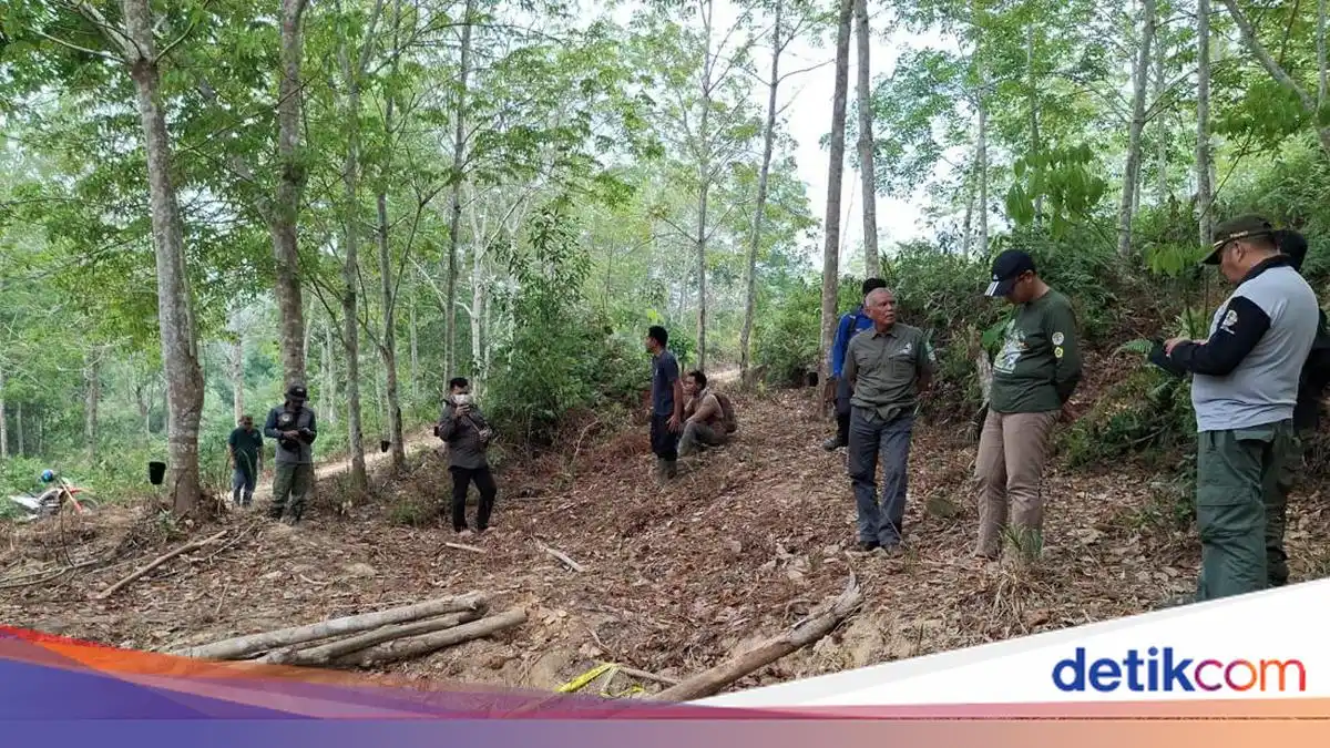 Kematian Anak Gajah di Konsesi Jambi Masih Menjadi Fokus Penyelidikan