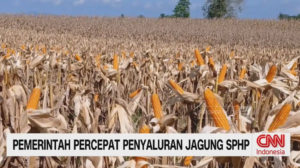 Pemerintah Mempercepat Distribusi Jagung SPHP untuk Menekan Biaya Pakan