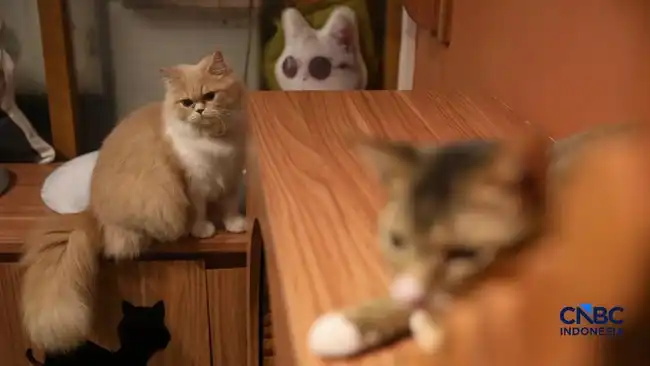 Kucing di Rumah dan Dampaknya bagi Kesehatan: Temuan dari Sejumlah Studi