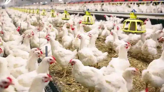 Pemerintah Diminta Cari Jalan Keluar bagi Peternak Broiler Mandiri