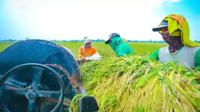 NTP Petani Indonesia Naik Menjadi 131,33%, Pemerintah Soroti Dampak bagi Kesejahteraan