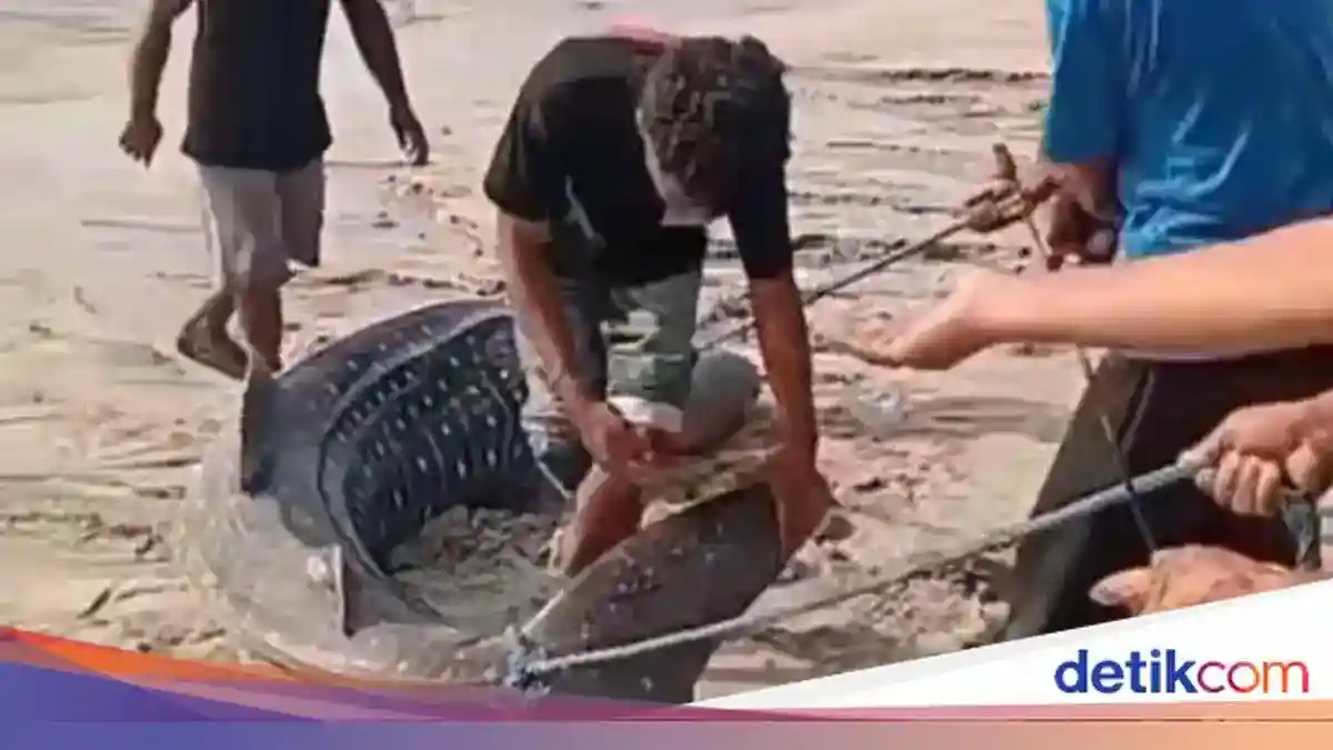 Hiu Paus Terdampar di Sikka, Warga Membagikan Dagingnya