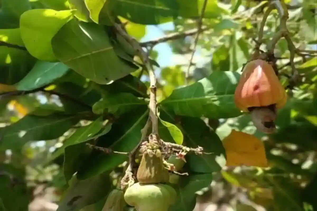 Peremajaan Mete Dompu: Sebaran Lahan, Tantangan Kebun, dan Dukungan bagi Petani