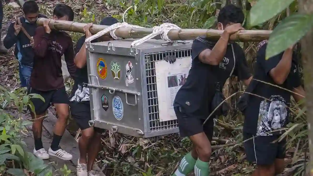 Dari Bekas Kebakaran ke Kanopi Hutan: Pemulangan Orangutan di Ketapang